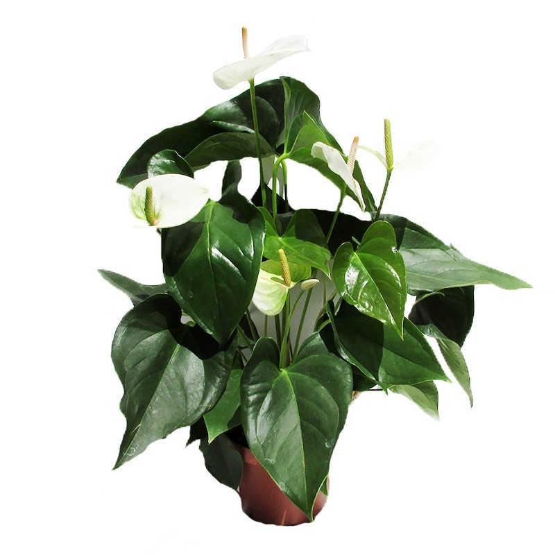 Anthurium Sumi Blanco