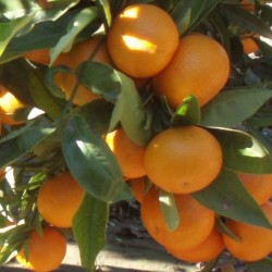 Mandarino hernandina