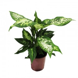 DIEFFEMBACHIA COMPACTA