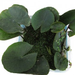 Nenufar