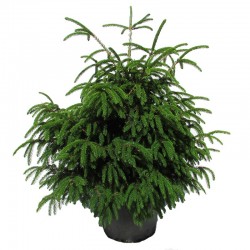 Picea orientalis aureospicata
