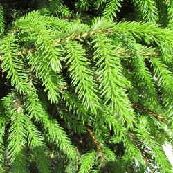 Picea orientalis aureospicata