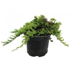 Juniperus horizontalis golden carpet