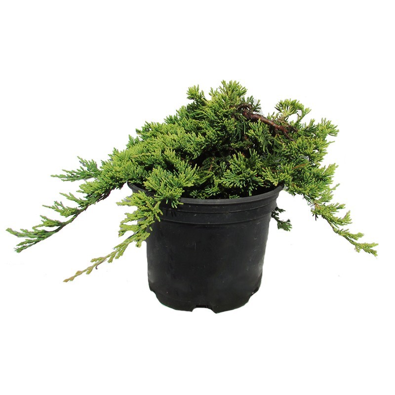 Juniperus horizontalis golden carpet