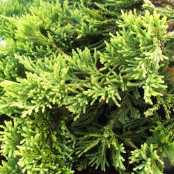 Juniperus horizontalis golden carpet