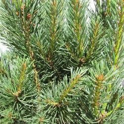 Pinus Sylvestris Nana