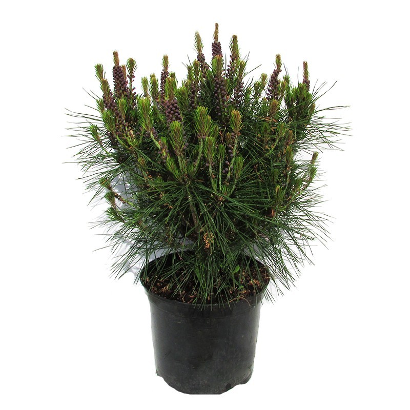 Pino densiflora alice verkade