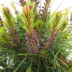 Pino densiflora alice verkade