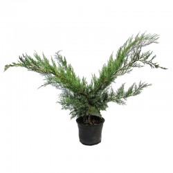 JUNIPERUS MEDIA HETZII