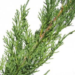 JUNIPERUS MEDIA HETZII