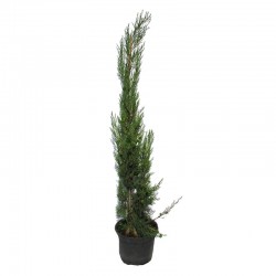 Cupressus sempervirens stricta