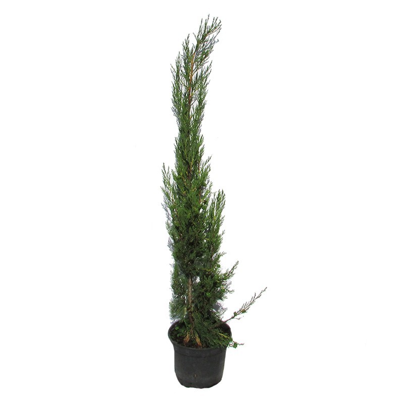 Cupressus sempervirens stricta