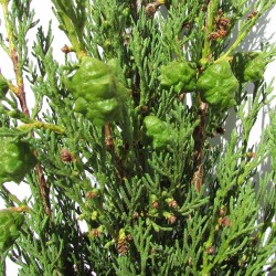 Cupressus sempervirens stricta