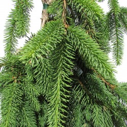 Picea abies inversa