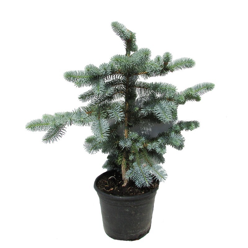 PICEA PUNGENS KOSTER