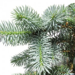 PICEA PUNGENS KOSTER