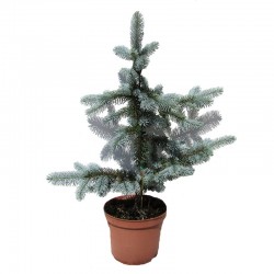 Picea Pungens Hopsii