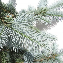 Picea Pungens Hopsii