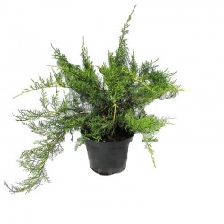 Juniperus pfitzer aurea
