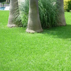 Pennisetum clandestinum