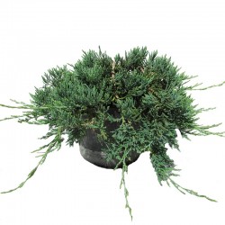 JUNIPERUS HORIZONTALIS WILTONI