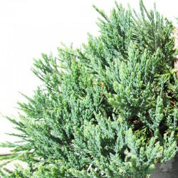 JUNIPERUS HORIZONTALIS WILTONI