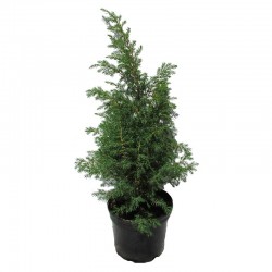 Juniperus comunis hibernica