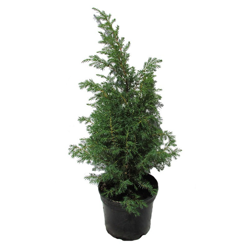 Juniperus comunis hibernica