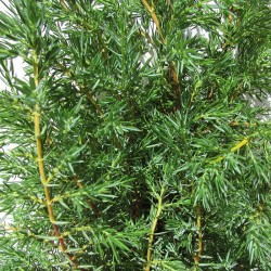 Juniperus comunis hibernica