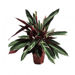 Stroamanthe triostar 