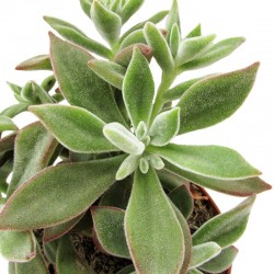 Echeveria Pulvinata