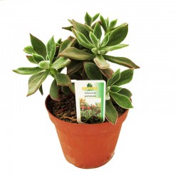 Echeveria Pulvinata