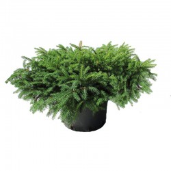 Picea abies repens