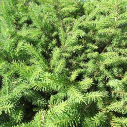 Picea abies repens