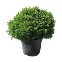 PICEA ABIES LITTLE GEM