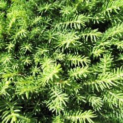 PICEA ABIES LITTLE GEM