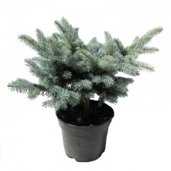 Picea pungens glauca globosa