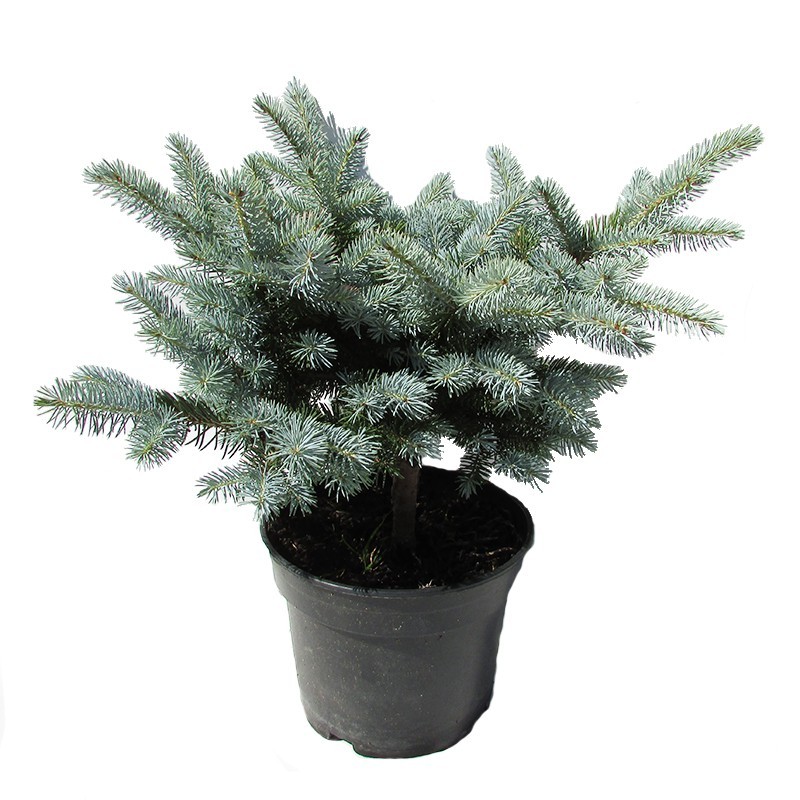 Picea pungens glauca globosa