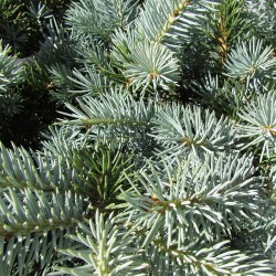 Picea pungens glauca globosa