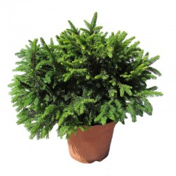 Picea abies pumila nigra