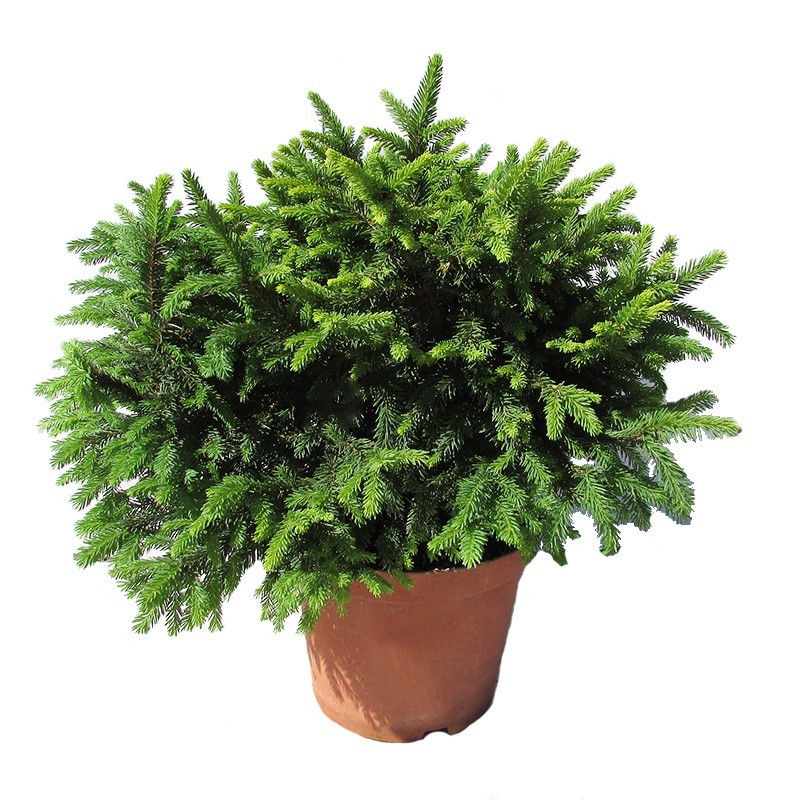 Picea abies pumila nigra