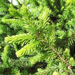 Picea abies pumila nigra