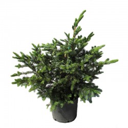 Picea bicolor acicularis