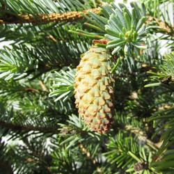 Picea bicolor acicularis