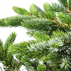 Picea bicolor acicularis