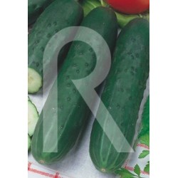 Pepino marketer