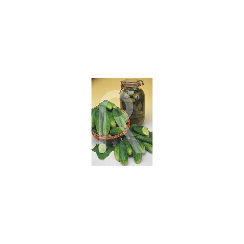 PEPINILLO CORNICHON DE PARIS
