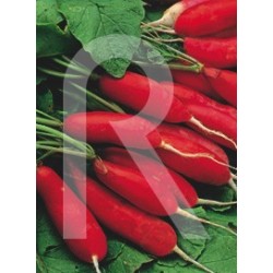 RABANITO DATIL ROJO