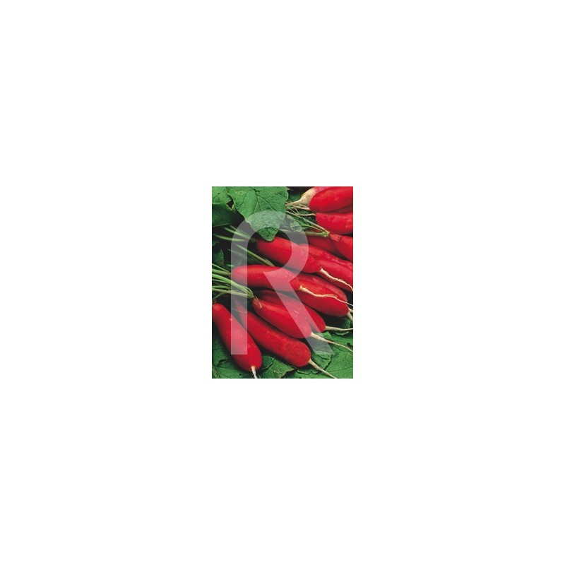 RABANITO DATIL ROJO