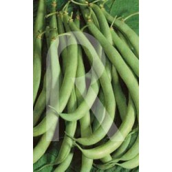 JUDIA PERFECCION GRANO BLANCO